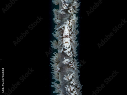 A coral wipe shrimp in black and white