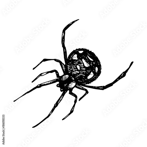 Spider Icon