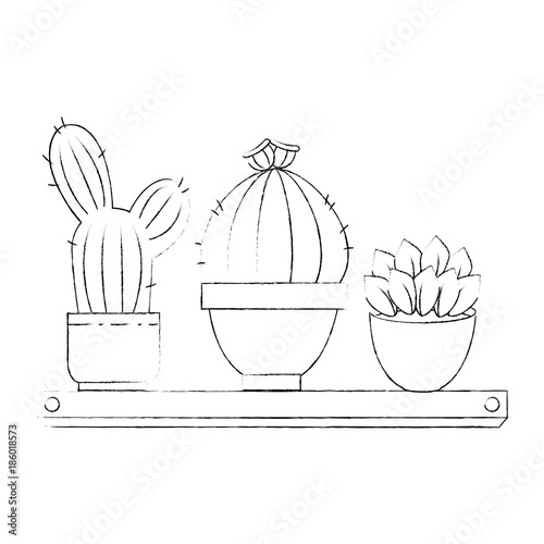 pots with desert plants in shelf