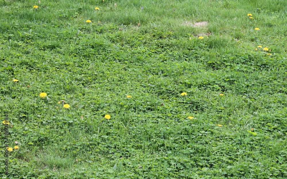Lawn with yellow dandelions and clover. Lawn with yellow dandelions and clover.
