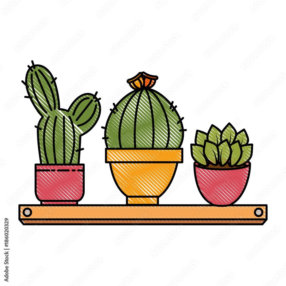 pots with desert plants in shelf pots with desert plants in shelf