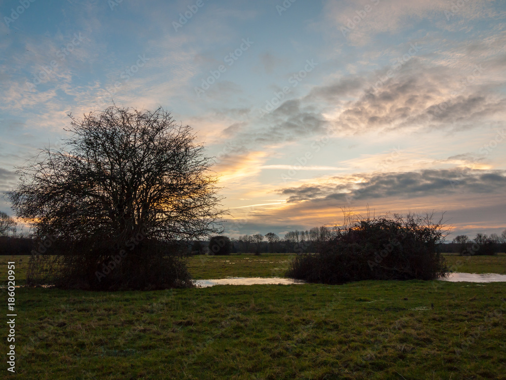empty wet grass field low light sunset landscape dedham plain empty no people dramatic sky trees close up bare empty wet grass field low light sunset landscape dedham plain empty no people dramatic sky trees close up bare