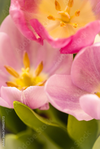 Pink and purple tulips in the garden