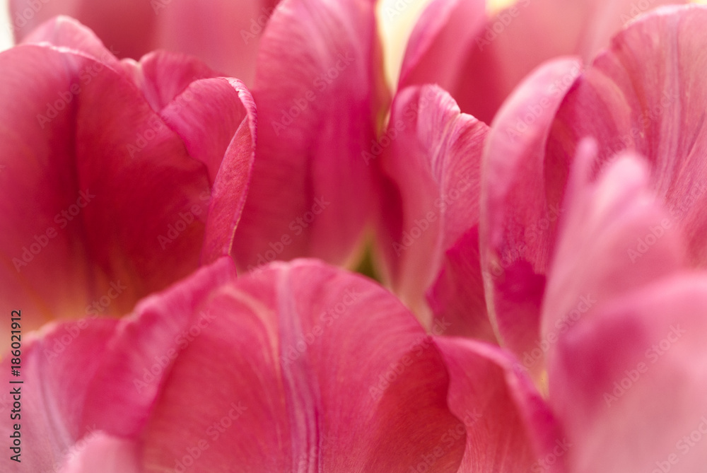 Pink and purple tulips in the garden Pink and purple tulips in the garden