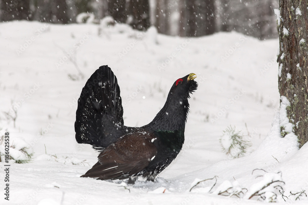Wood grouse (Tetrao urogallus) adult male lekking Wood grouse (Tetrao urogallus) adult male lekking