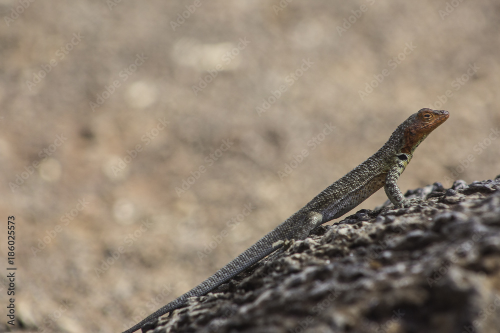 Galapagos lizard Galapagos lizard