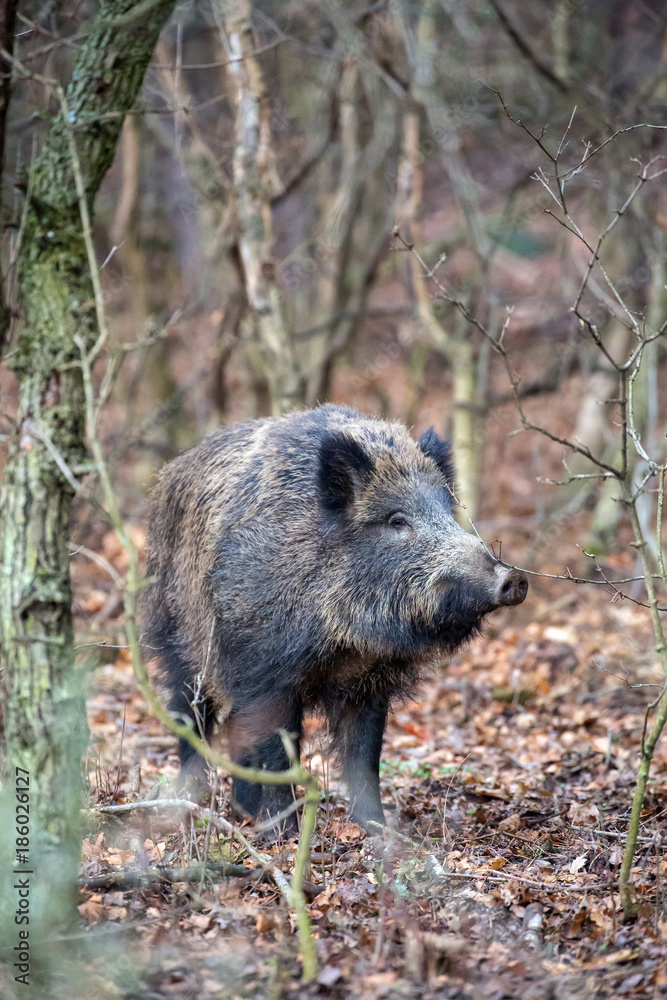 Boar in pine forest