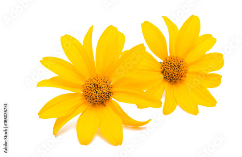 Fototapeta Naklejka Na Ścianę i Meble -  yellow flower isolated