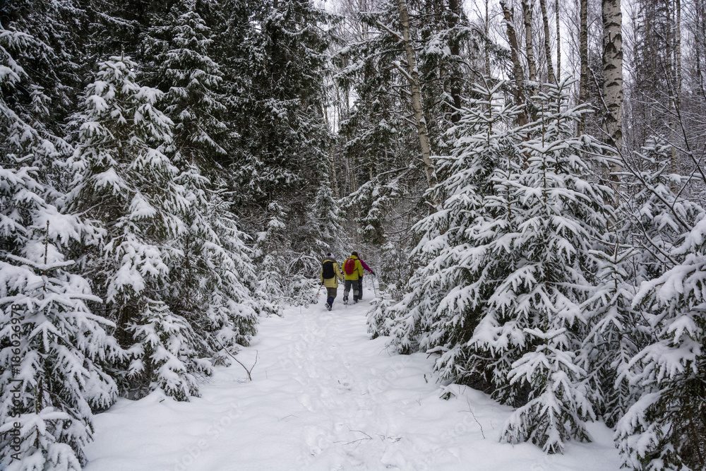 A small group of tourists in the winter forest.