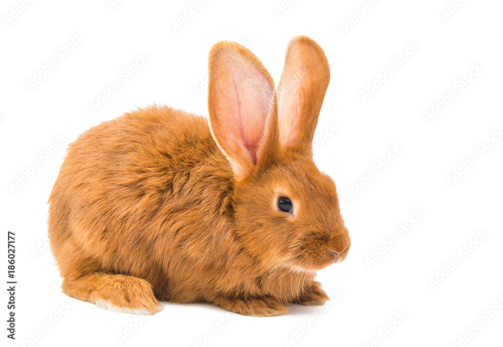 Fototapeta premium red rabbit isolated
