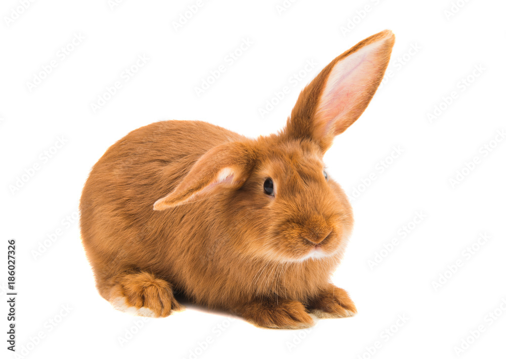 Naklejka premium red rabbit isolated