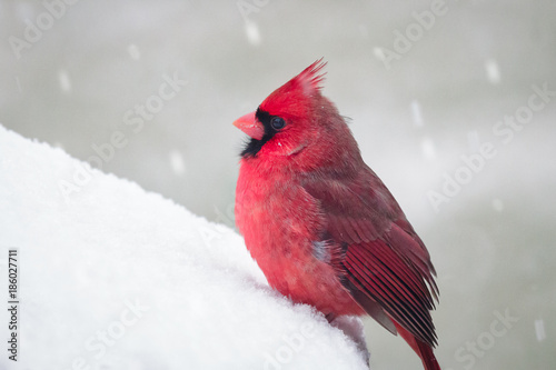 Male Northern Cardinal in Snow © Corey Bourassa
