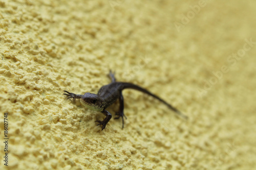 Lizard on the wall