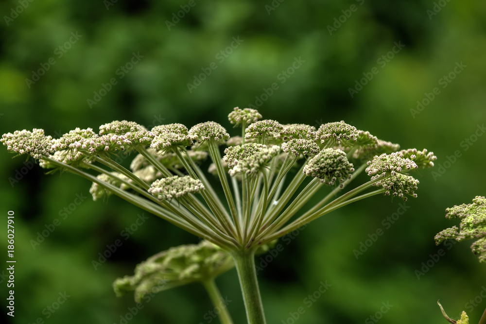 A flower of a angelica growing on a summer meadow.