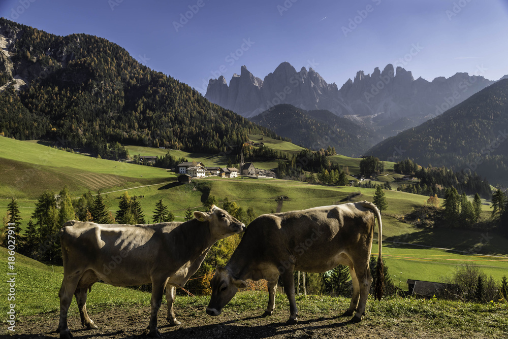 cows grazing in Val di Funes, Dolomiti, Italy cows grazing in Val di Funes, Dolomiti, Italy