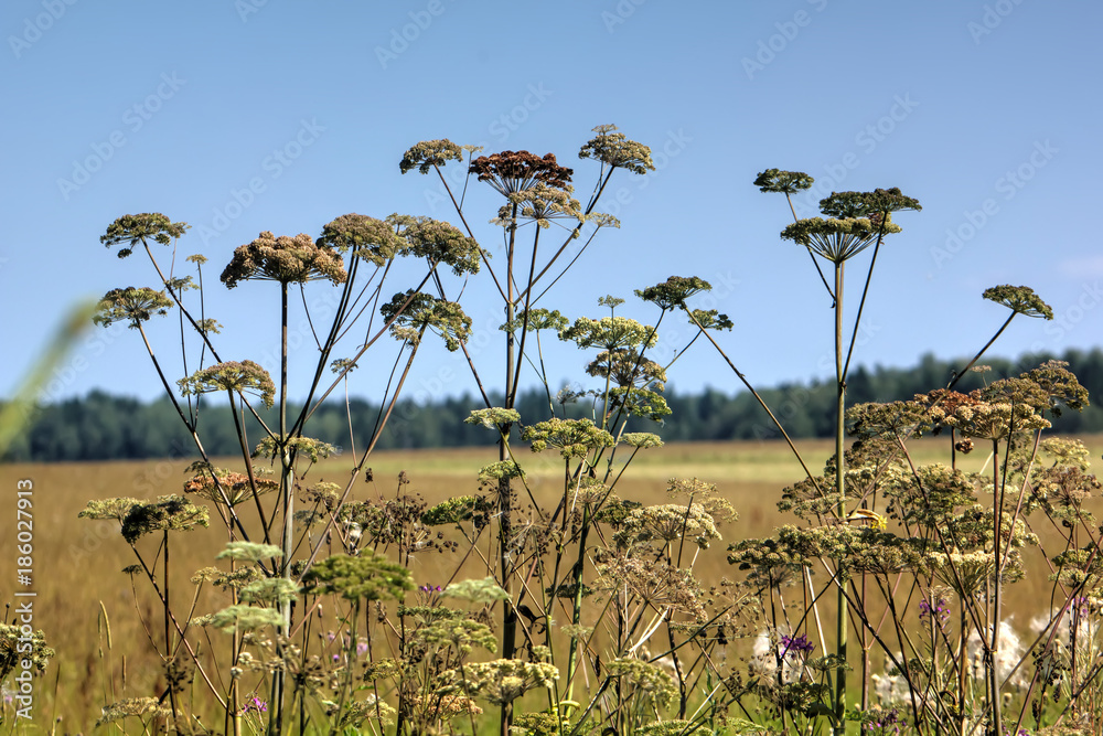 A flower of a angelica growing on a summer meadow.