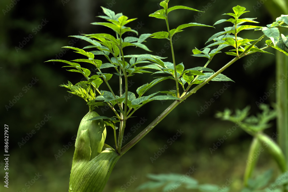 Naklejka premium A flower of a angelica growing on a summer meadow.
