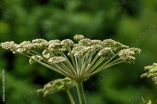 Obraz na płótnie A flower of a angelica growing on a summer meadow. w salonie