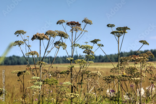 Obraz na płótnie A flower of a angelica growing on a summer meadow. w salonie