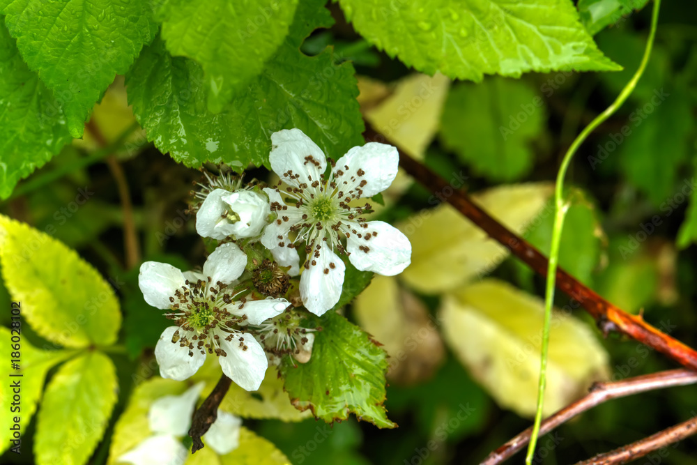 The bramble flower growing in the summer wood.