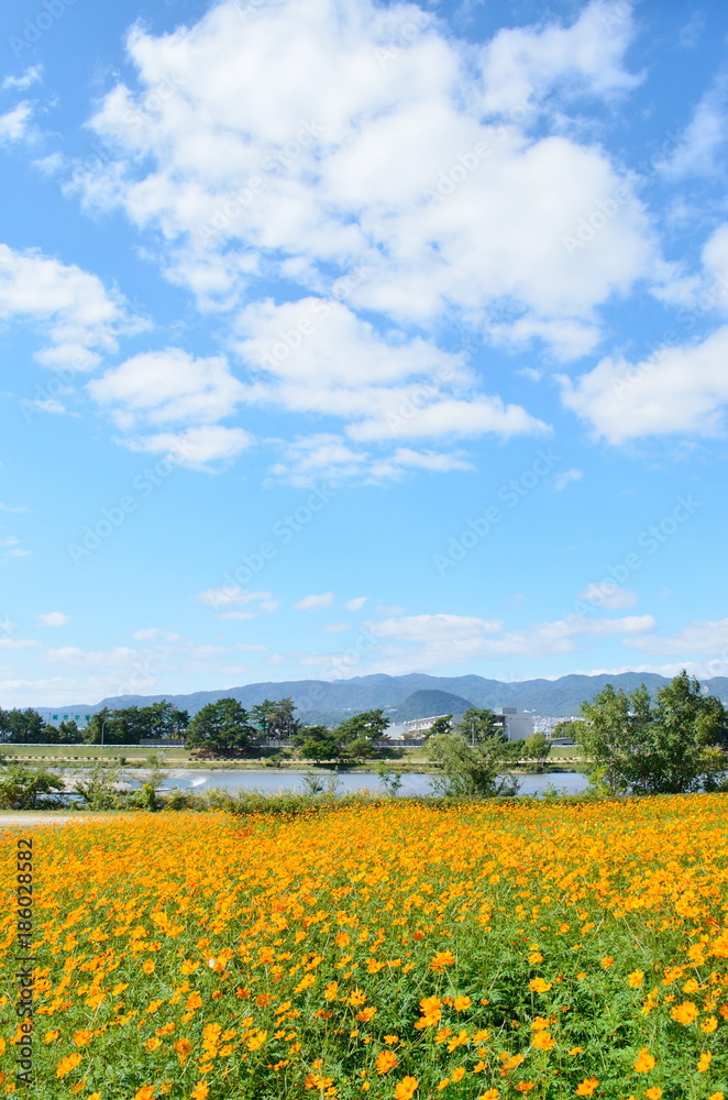 武庫川河川敷のコスモス畑