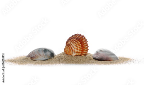 shell and pile sand isolated on white background