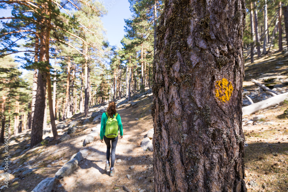 Obraz premium woman walking and yellow dot sign painted on tree trunk to guide the way for hikers on a forest path, in Navacerrada mountain, Guadarrama Natural Park, Madrid, Spain 