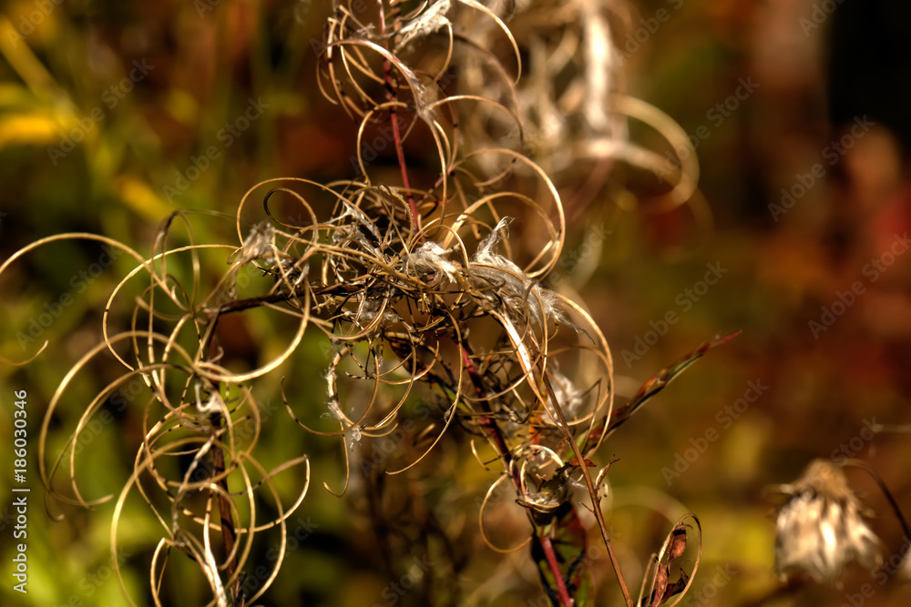 The deflowered willow-herb flower growing on a summer meadow.