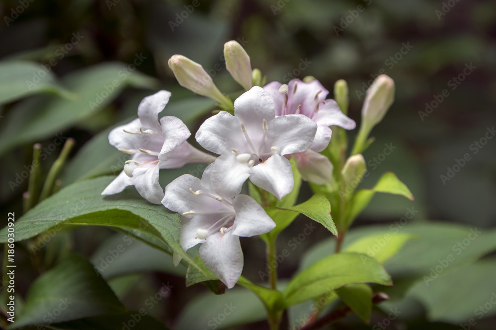 Weigela shrub with white and pale pink flowers on branches Weigela shrub with white and pale pink flowers on branches