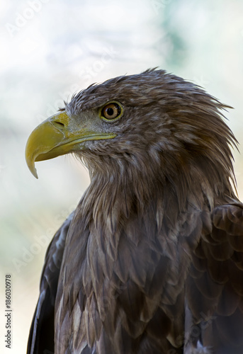 head of an eagle