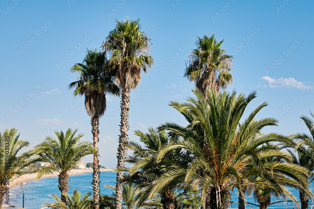 Seacoast view. Palm trees, beach and blue sky.