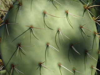 Sierkussen Pistachekleur Woestijncactus met scherpe stekels  © area51uk