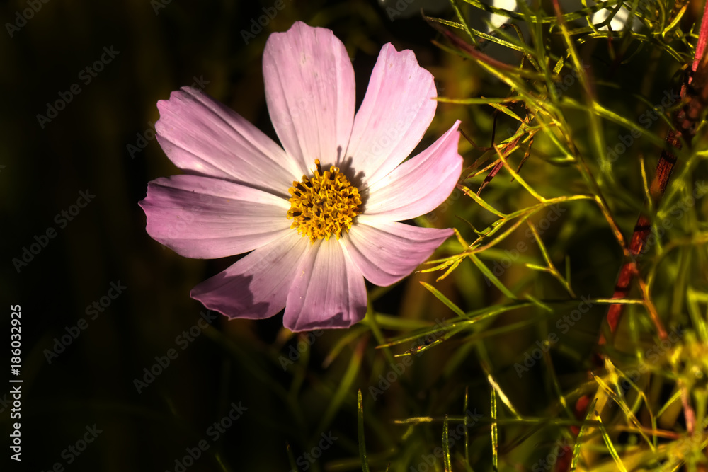 The Cosmos flower growing in a summer garden.