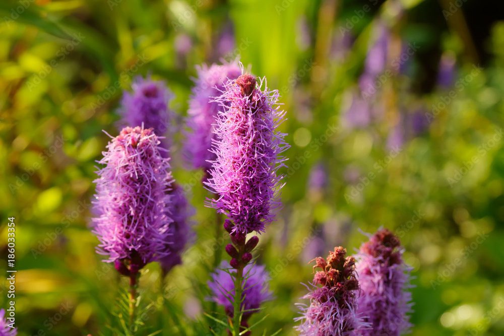 The Liatris flower growing in a summer garden.