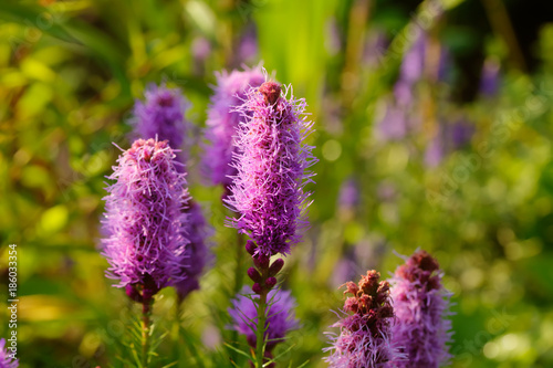 Obraz na płótnie The Liatris flower growing in a summer garden. w salonie