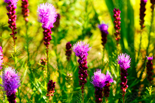 Obraz na płótnie The Liatris flower growing in a summer garden. w salonie