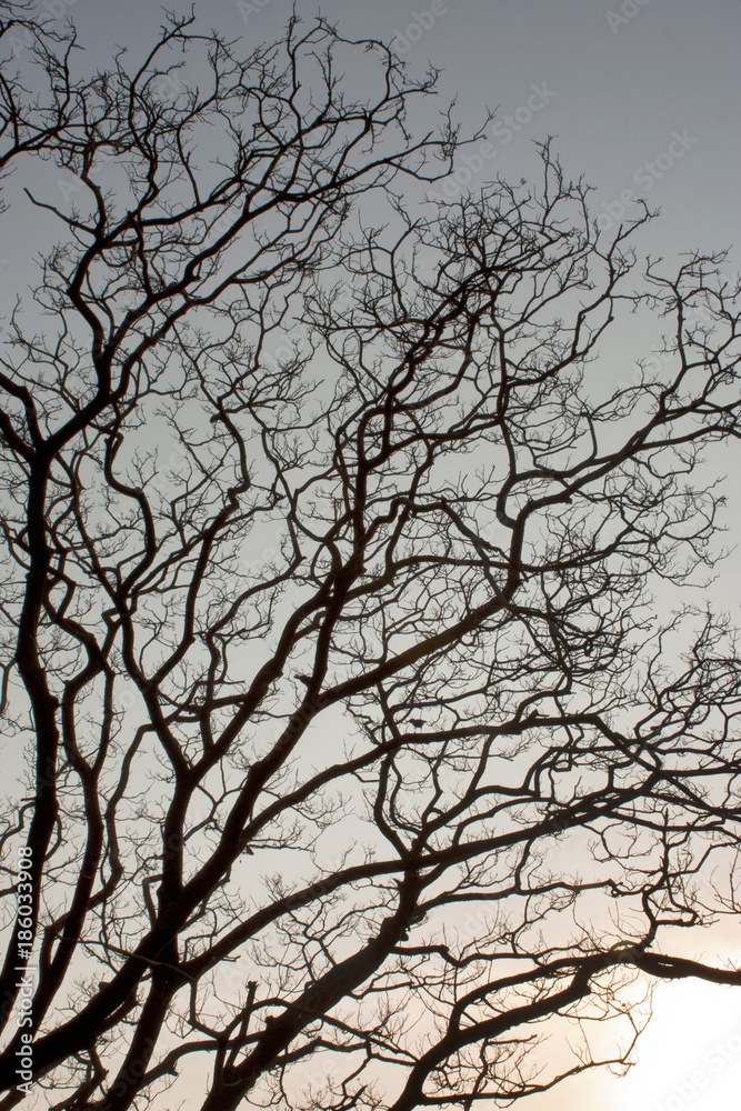 Trees with tortuous branches at sunset silhouette Trees with tortuous branches at sunset silhouette