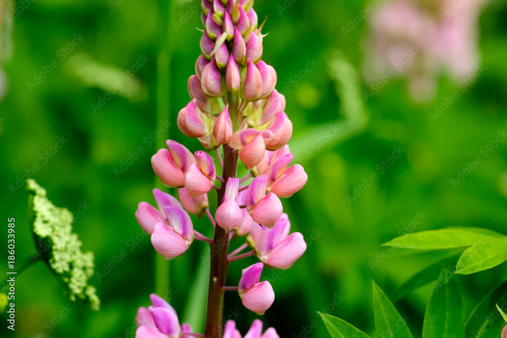 The lupine flower growing on a summer meadow.