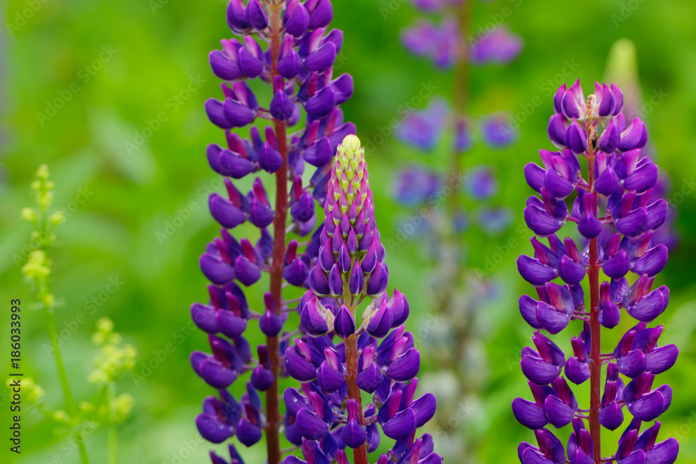 The lupine flower growing on a summer meadow.