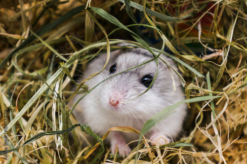 Hamster in the hay