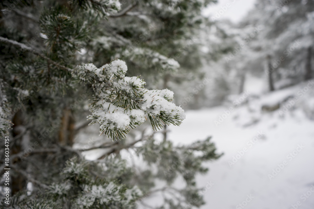 Christmas, beautiful landscape of snowy pines with fog, Port of Navacerrada in Madrid, Spain. Christmas, beautiful landscape of snowy pines with fog, Port of Navacerrada in Madrid, Spain.
