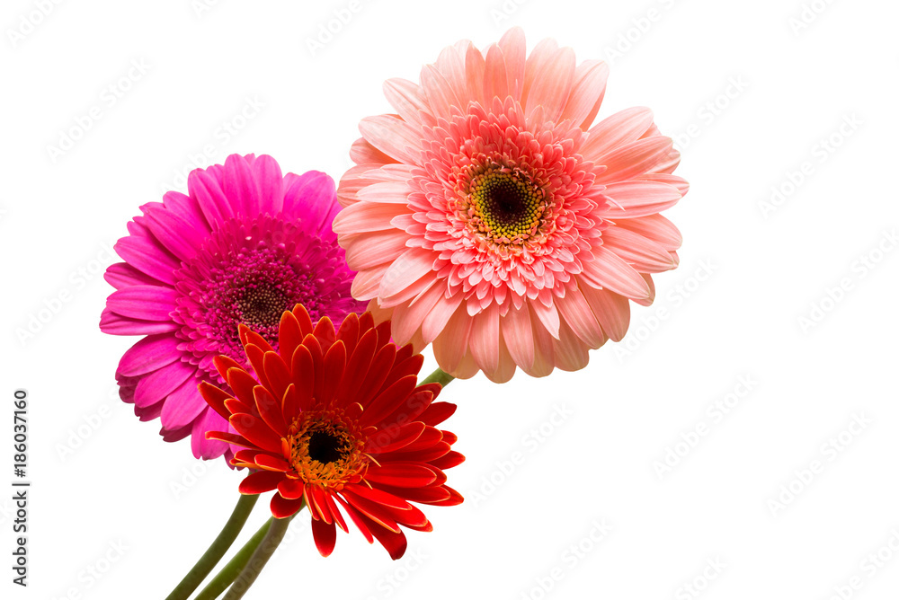 Bouquet of beautiful delicate flowers gerberas isolated on white background. Fashionable creative floral composition. Summer, spring. Flat lay, top view