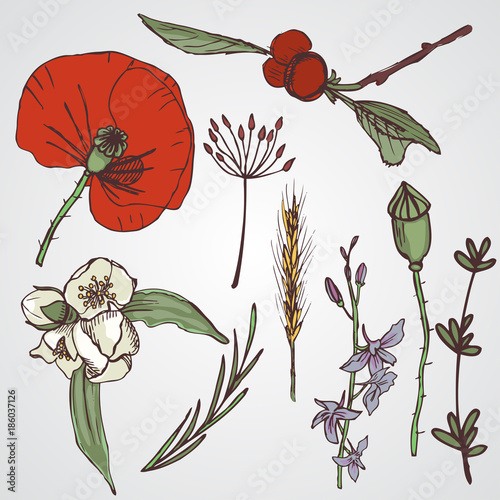 Floral elements setA big collection of flowers and plants