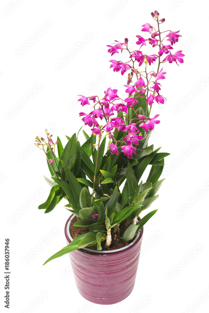 Pink orchid flower Dendrobium kingianum in a pot isolated on white background. Fashionable creative floral composition. Summer, spring. Flat lay, top view. Love. Valentine's Day Pink orchid flower Dendrobium kingianum in a pot isolated on white background. Fashionable creative floral composition. Summer, spring. Flat lay, top view. Love. Valentine's Day