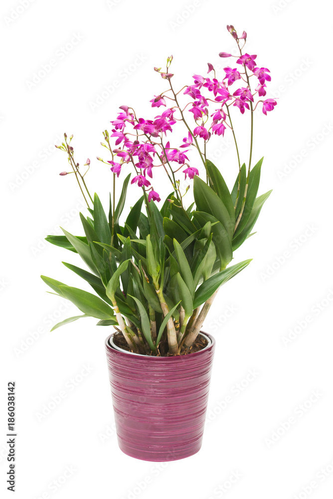 Pink orchid flower Dendrobium kingianum in a pot isolated on white background. Fashionable creative floral composition. Summer, spring. Flat lay, top view. Love. Valentine's Day Pink orchid flower Dendrobium kingianum in a pot isolated on white background. Fashionable creative floral composition. Summer, spring. Flat lay, top view. Love. Valentine's Day