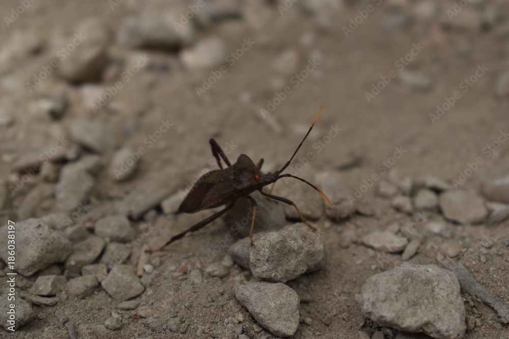 Leaf-footed bug discovered on a hike through cedar hill nature preserve 