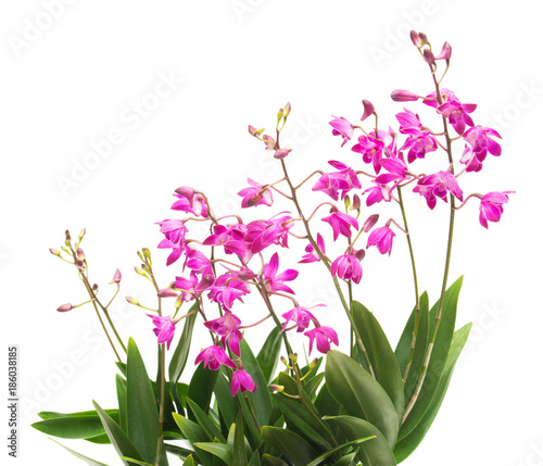 Fototapeta Naklejka Na Ścianę i Meble -  Pink orchid flower Dendrobium kingianum isolated on white background. Fashionable creative floral composition. Summer, spring. Flat lay, top view. Love. Valentine's Day