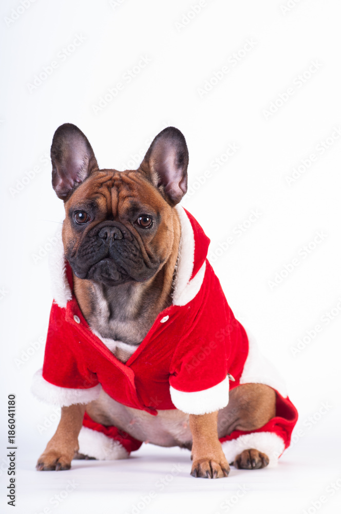 Funny french bulldog in Santa suit