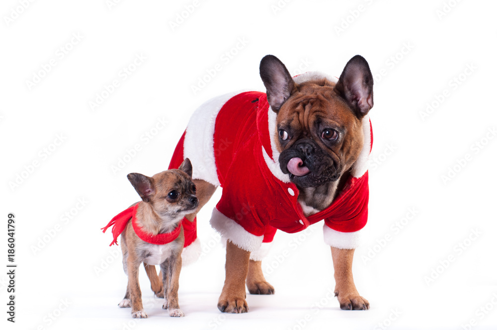 Obraz premium Two Funny dogs in Santa suit