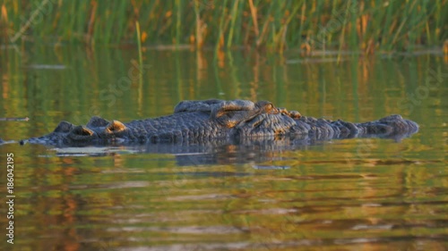 low angle close up of a large saltwater crocodile at the surface of the water-recorded at corroboree billabong near kakadu